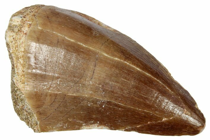 Fossil Mosasaur (Prognathodon) Tooth - Morocco #249824